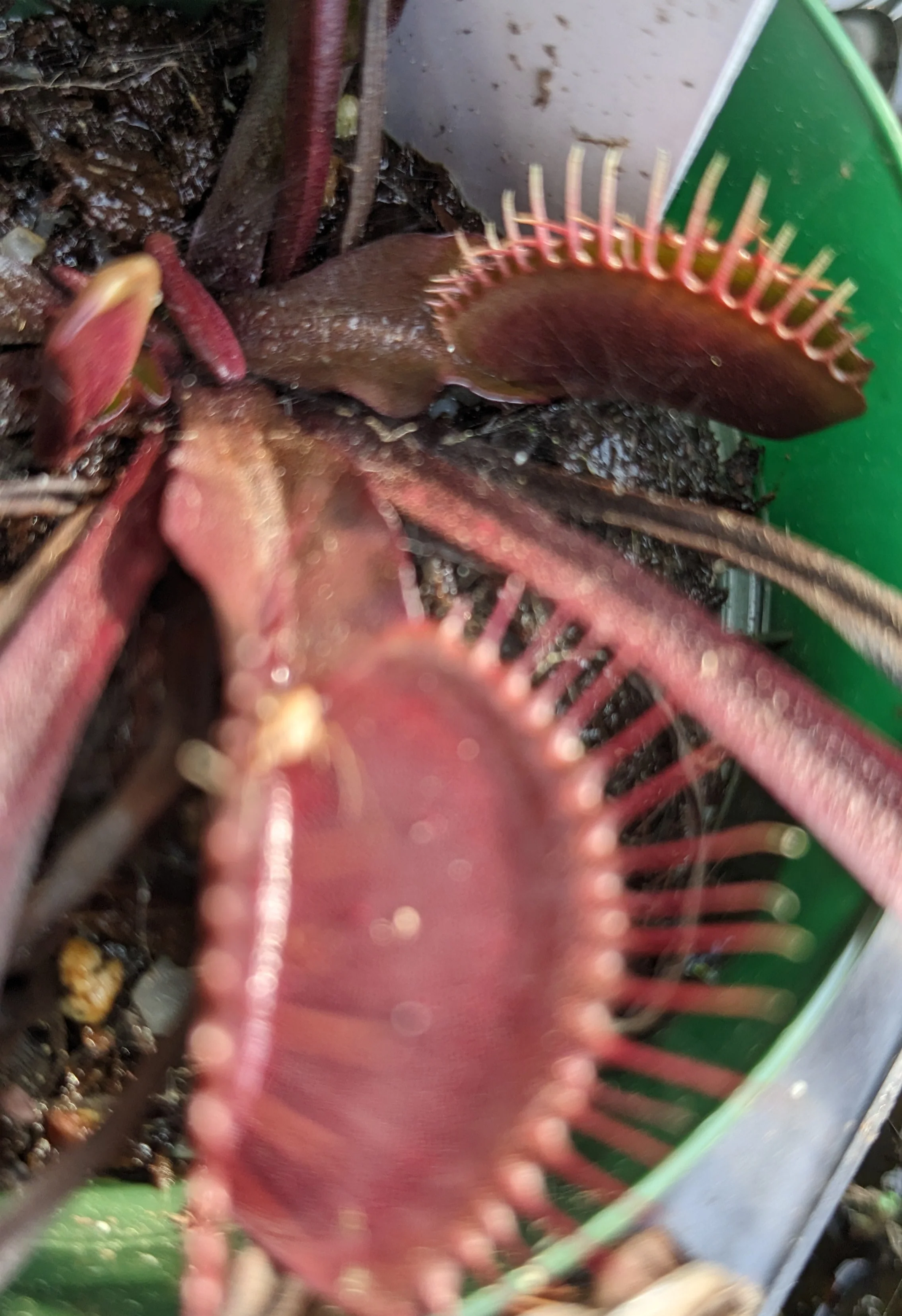 Dionaea muscipula <br>VENUS FLYTRAP 'AKAI RYU' <br>LIVE PLANT - Image 3