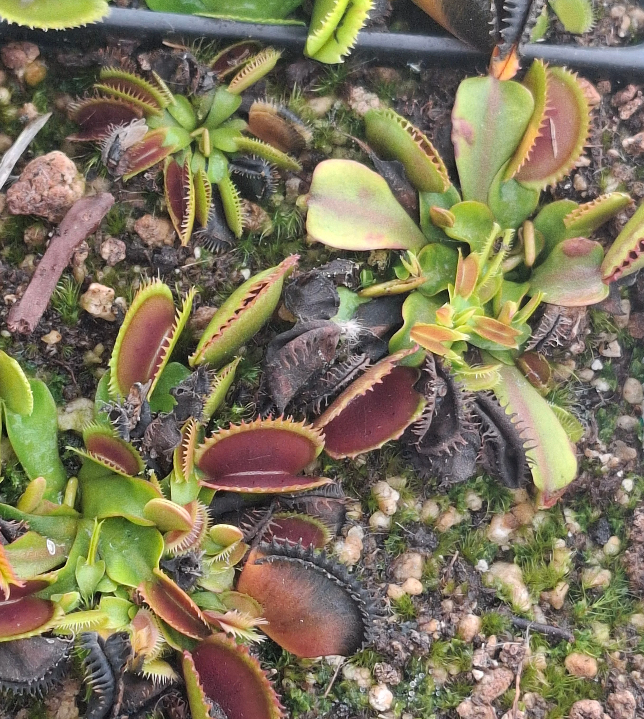 Dionaea muscipula <br>VENUS FLYTRAP 'BRUTAL SHARK' - Image 2