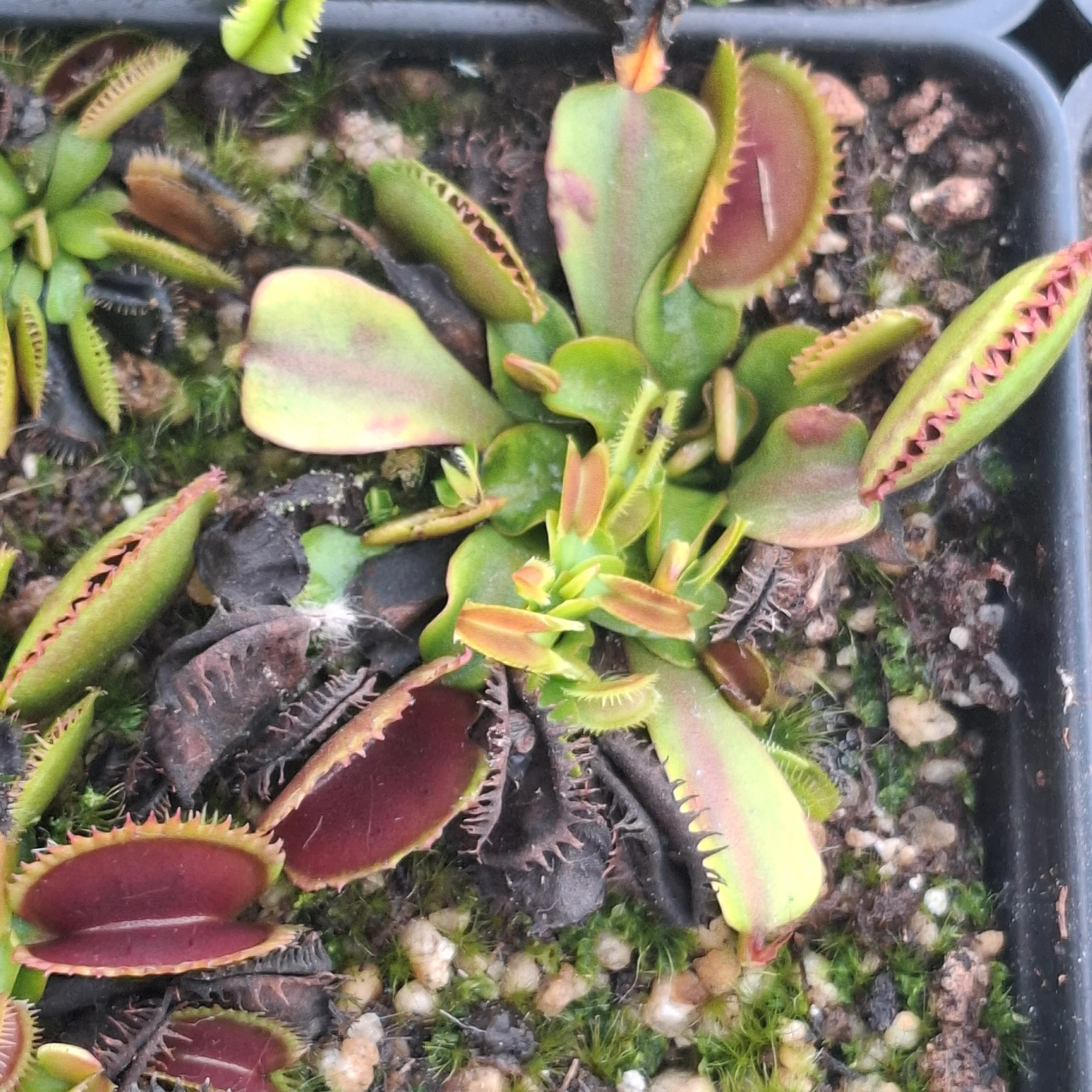 Dionaea muscipula <br>VENUS FLYTRAP 'BRUTAL SHARK' - Image 3