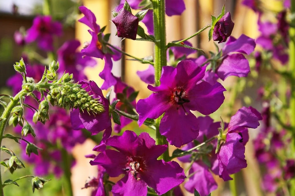 Verbascum phoeniceum <br>TEMPTRESS FLOWER MIX, MULLEIN