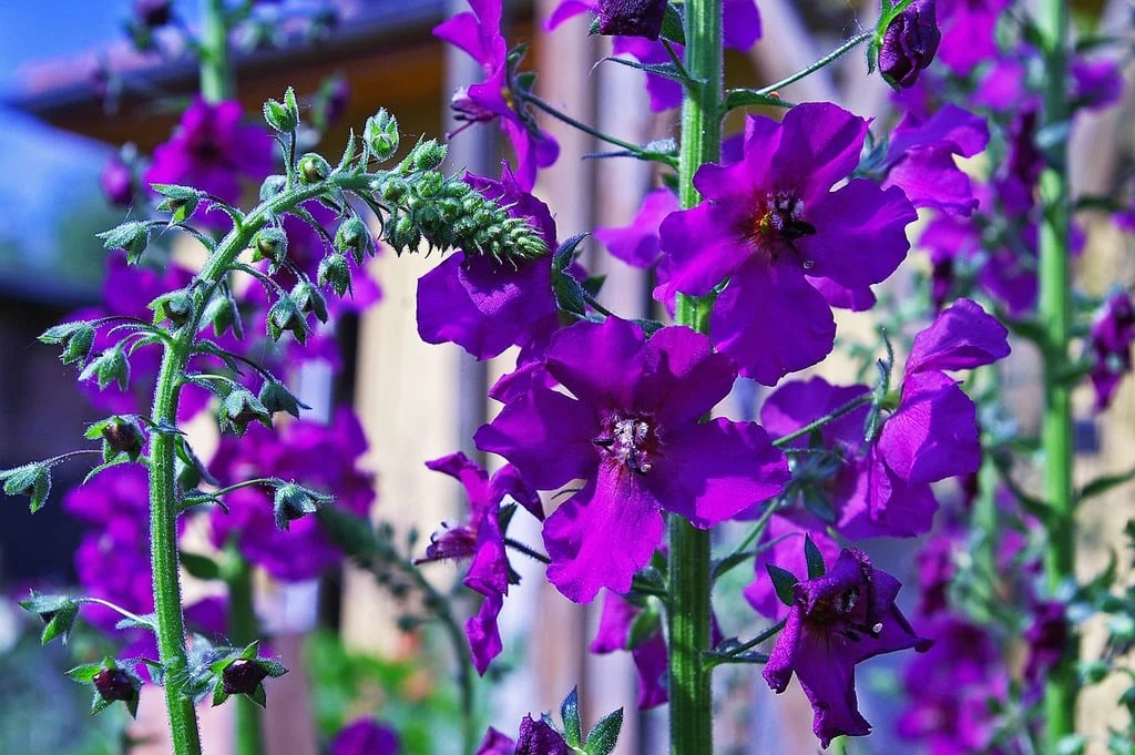 Verbascum phoeniceum <br>TEMPTRESS FLOWER MIX, MULLEIN - Image 3