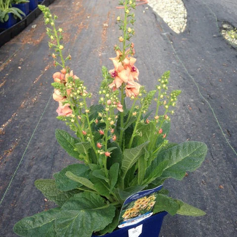 Verbascum phoeniceum <br>TEMPTRESS FLOWER MIX, MULLEIN - Image 4