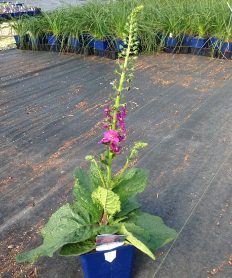 Verbascum phoeniceum <br>TEMPTRESS FLOWER MIX, MULLEIN - Image 5