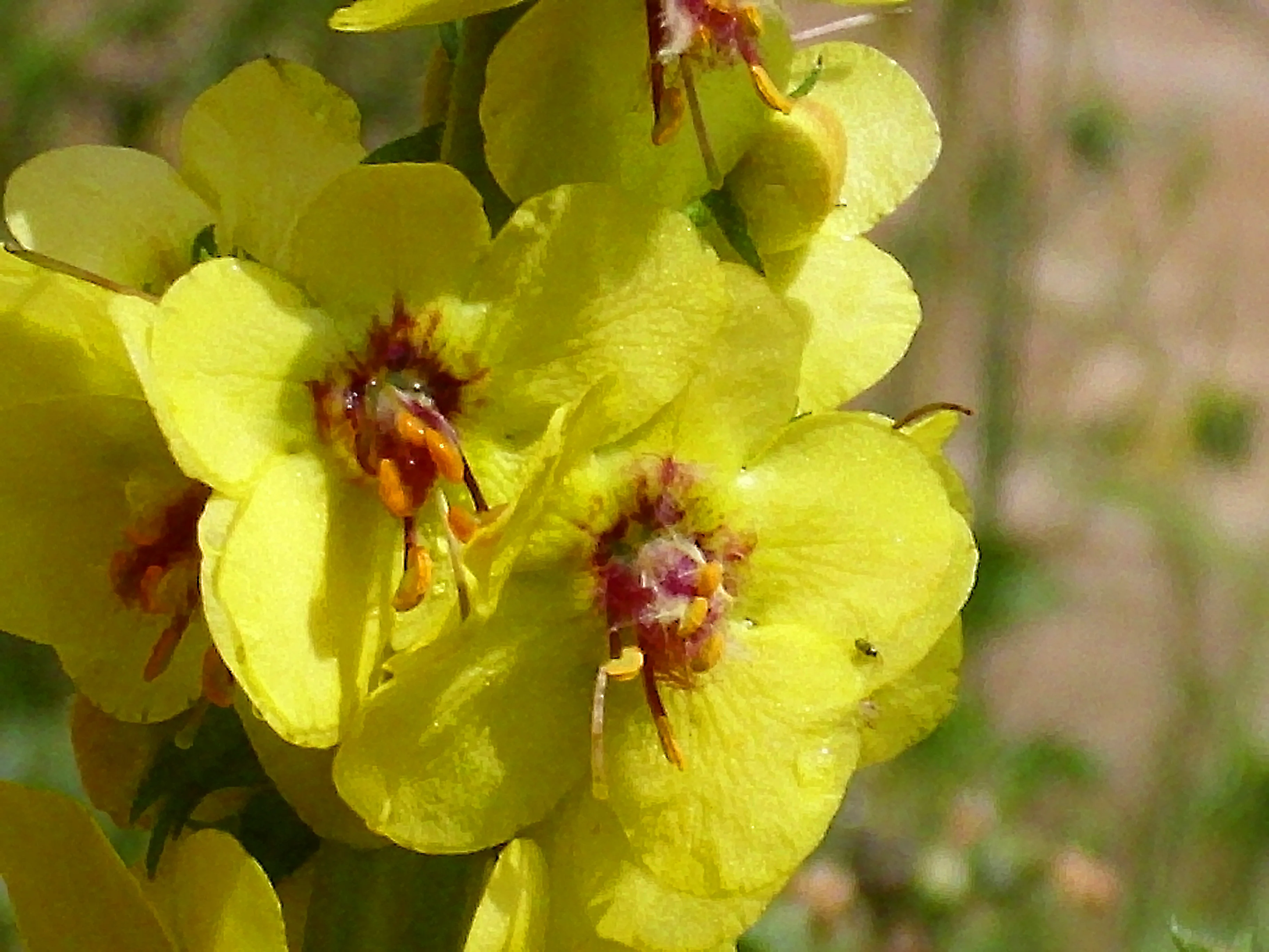 Verbascum phoeniceum <br>TEMPTRESS FLOWER MIX, MULLEIN - Image 6