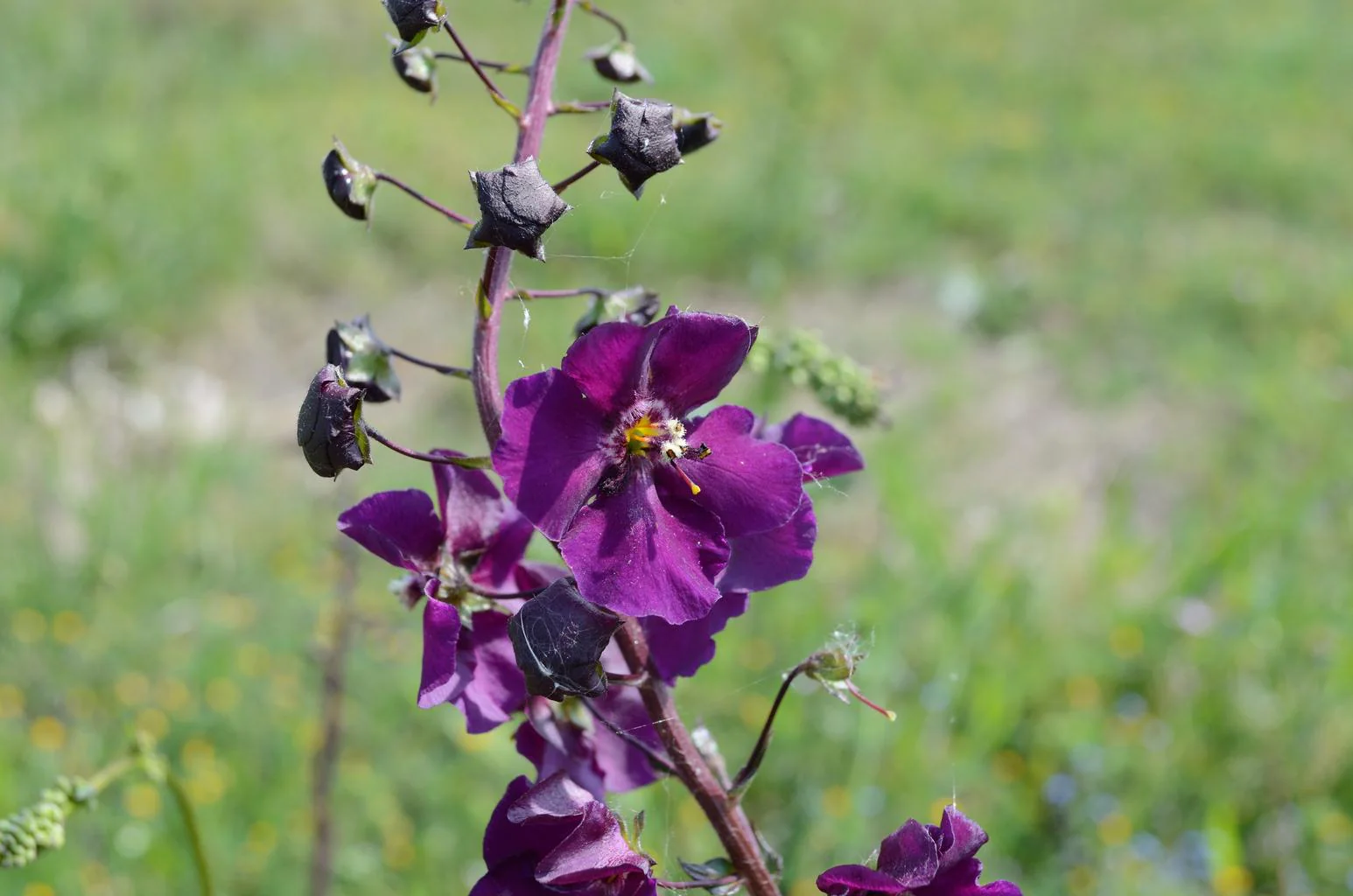Verbascum phoeniceum <br>TEMPTRESS FLOWER MIX, MULLEIN - Image 7