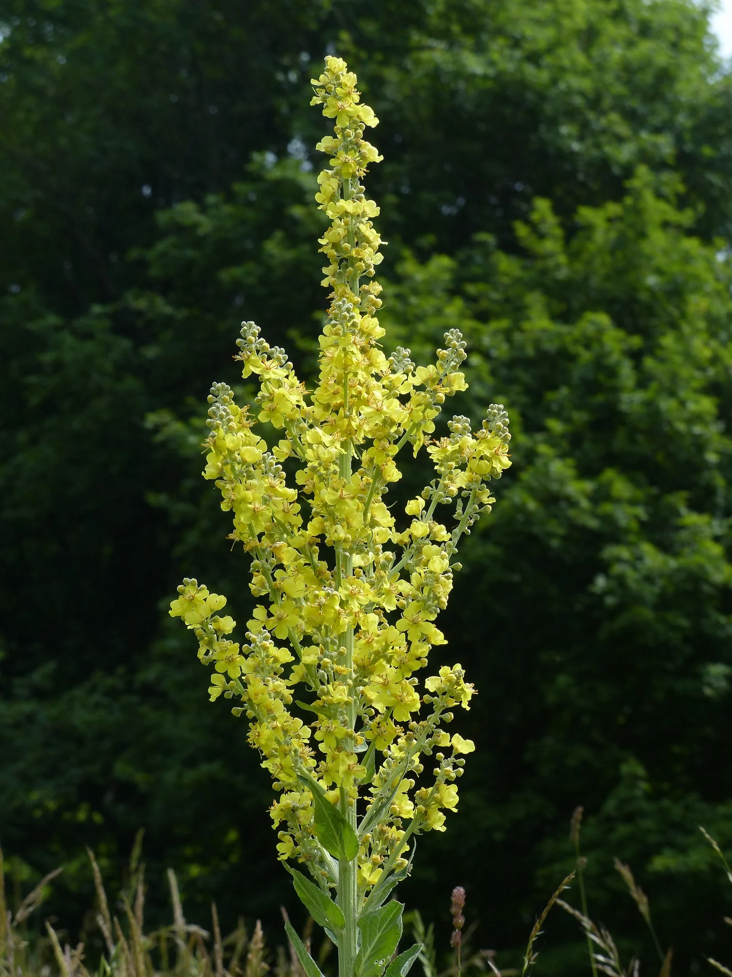 Verbascum thapsus <br>GREAT MULLEIN - Image 3