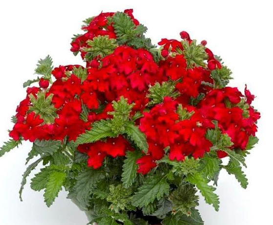 Verbena hybrida <br>TRAILING/CASCADE SCARLET OBSESSION VERBENA - Image 2