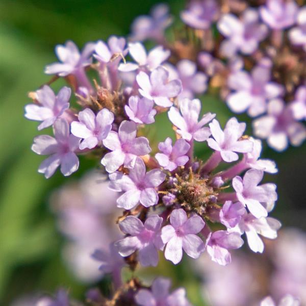 Verbena rigida <br>VERBENA POLARIS APEX