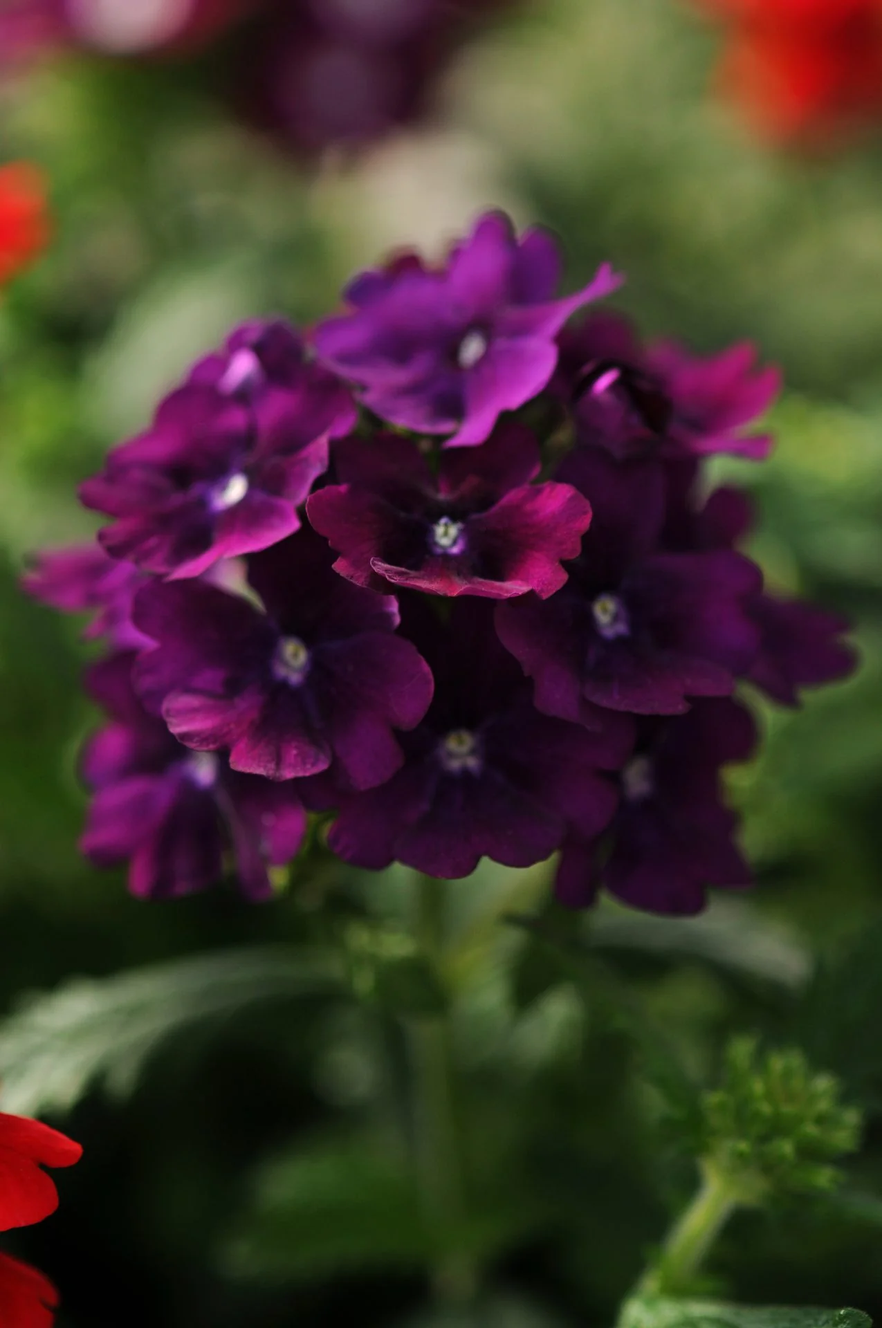 Verbena hybrida compacta <br>QUARTZ XP PURPLE VERBENA