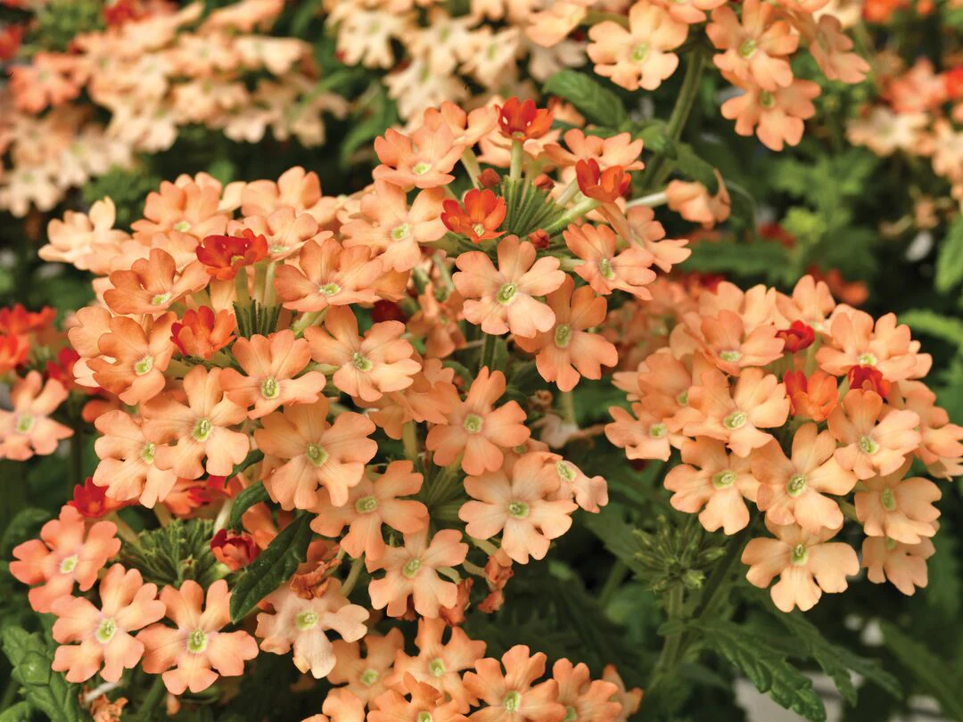 Verbena hybrida <br>OBSESSION APRICOT VERBENA - Image 2