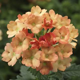 Verbena hybrida <br>OBSESSION APRICOT VERBENA - Image 3