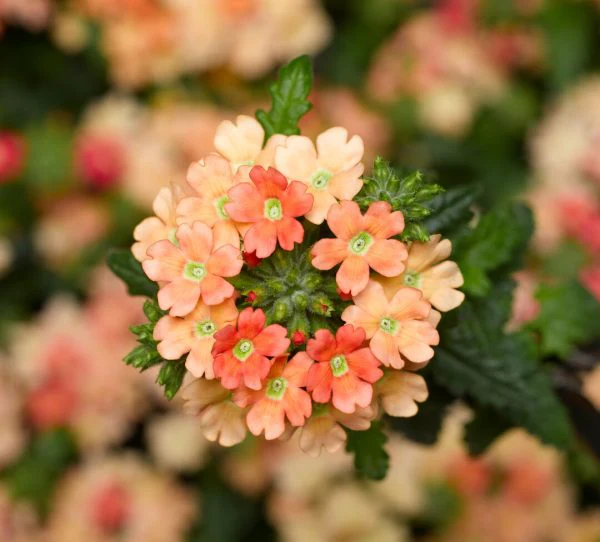 Verbena hybrida <br>OBSESSION APRICOT VERBENA - Image 4