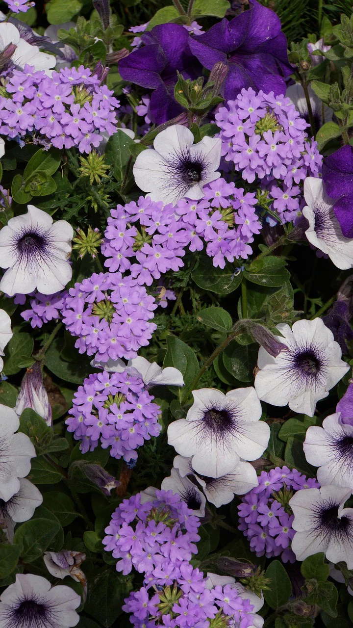 Verbena hybrida <br>VERBENA MIX - Image 10
