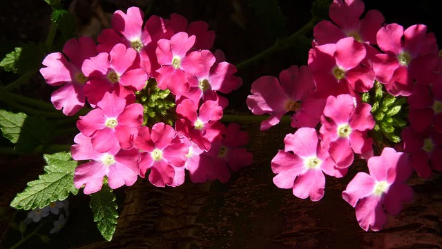 Verbena hybrida <br>VERBENA MIX - Image 13