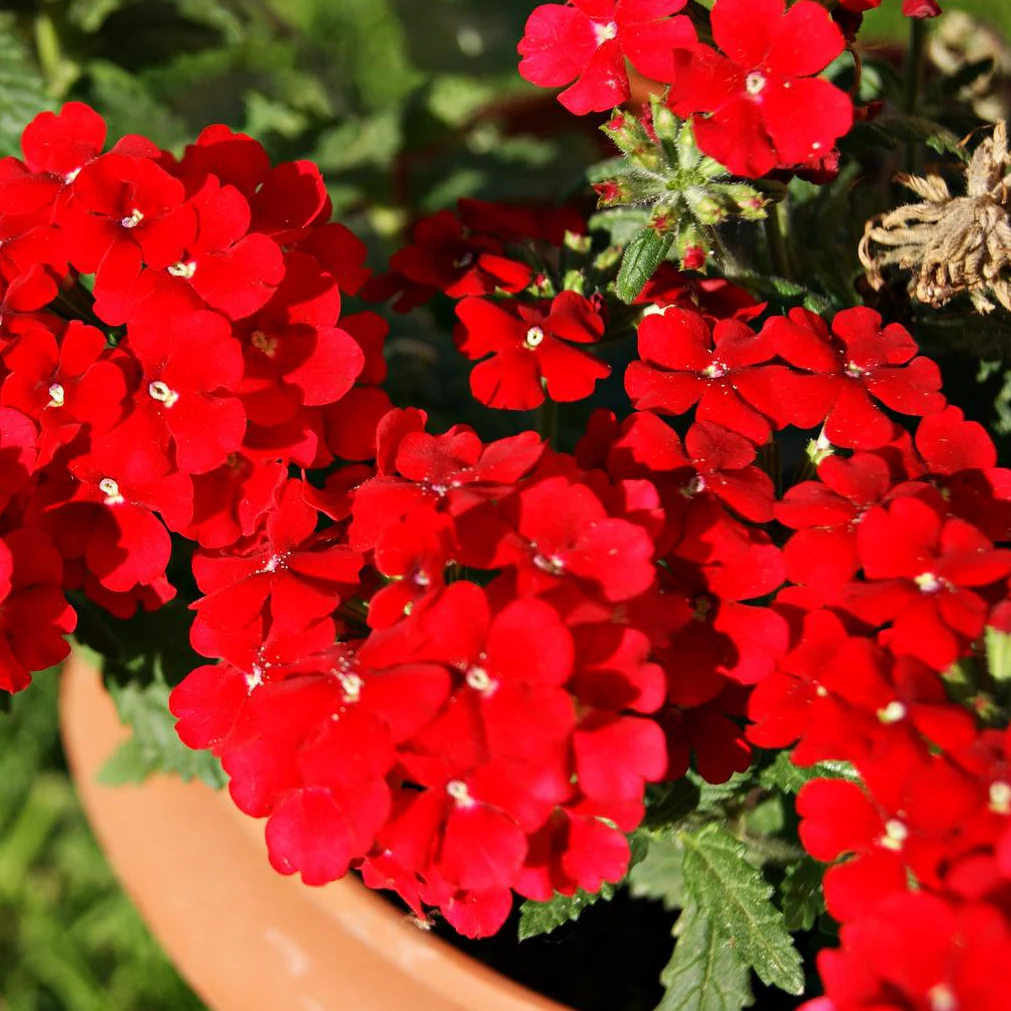Verbena hybrida <br>VERBENA MIX - Image 6