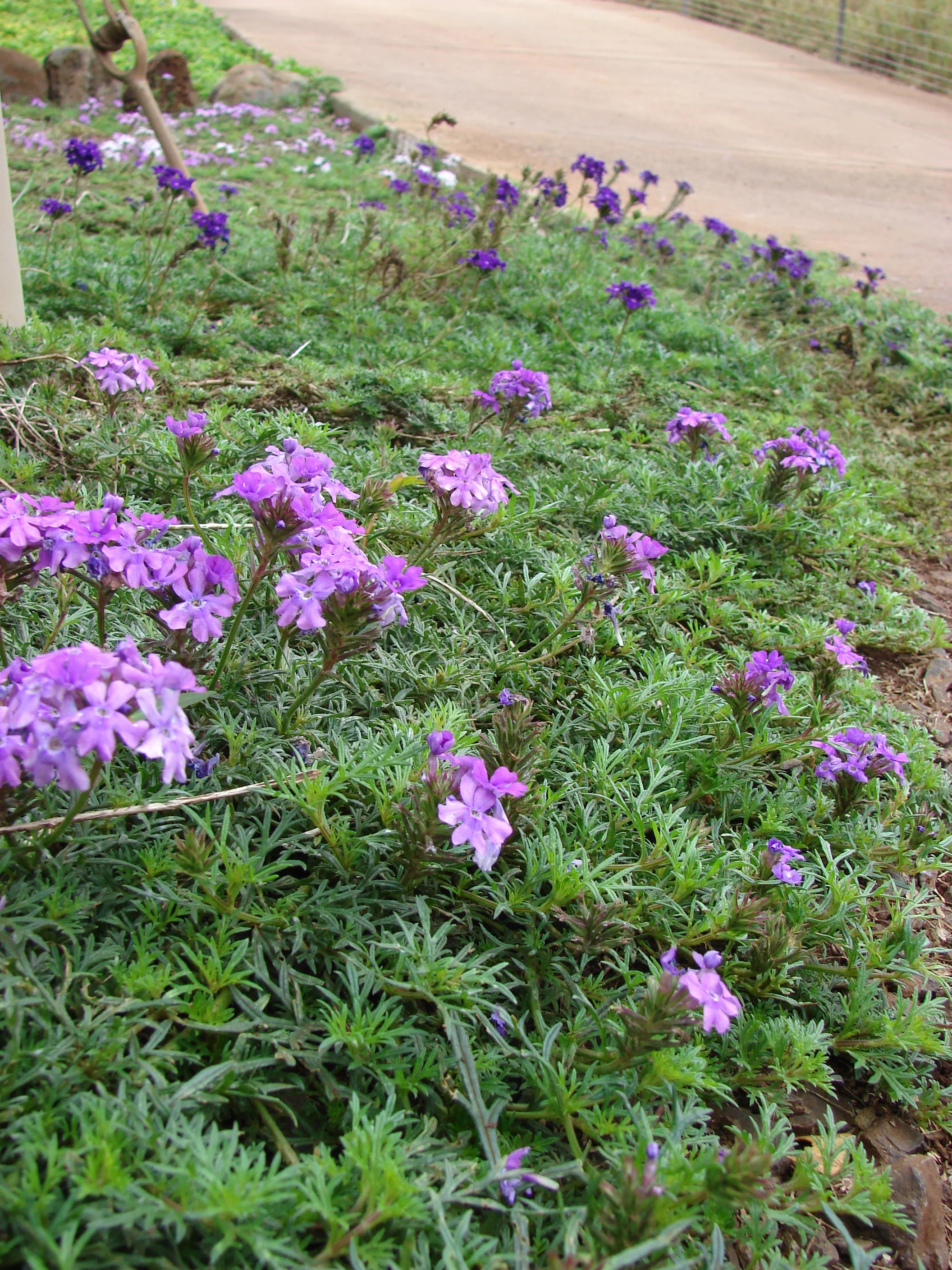 Verbena tenuisecta <br>PERENNIAL MOSS VERBENA