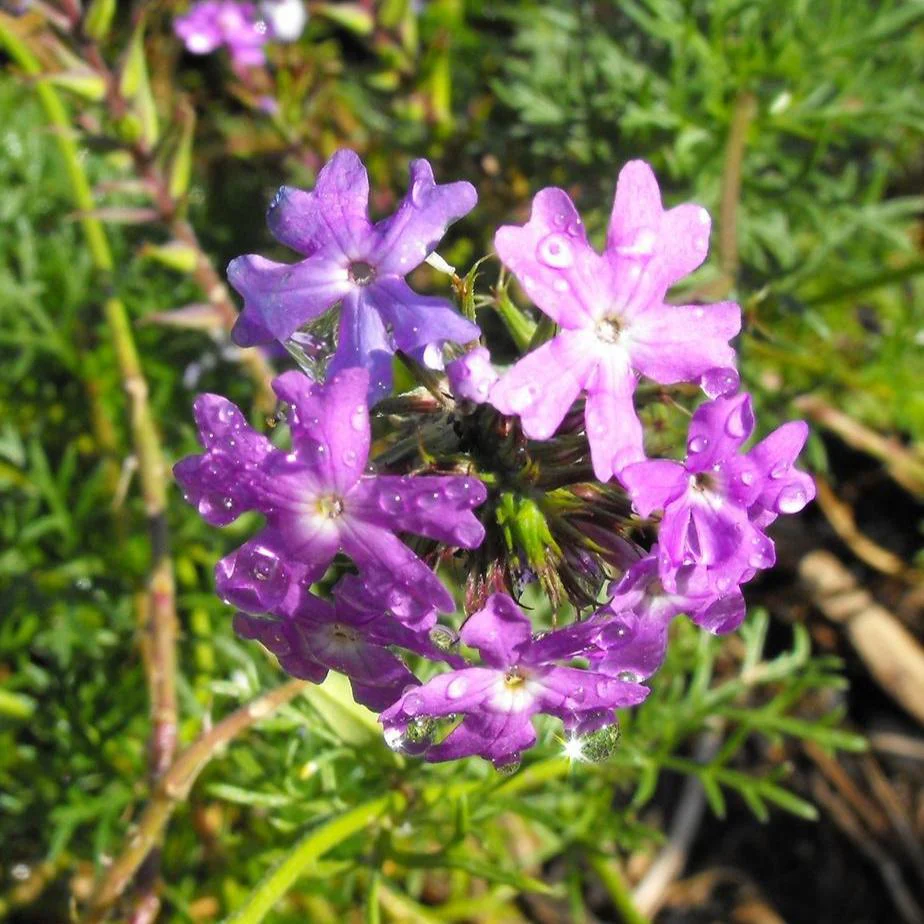 Verbena tenuisecta <br>PERENNIAL MOSS VERBENA - Image 2