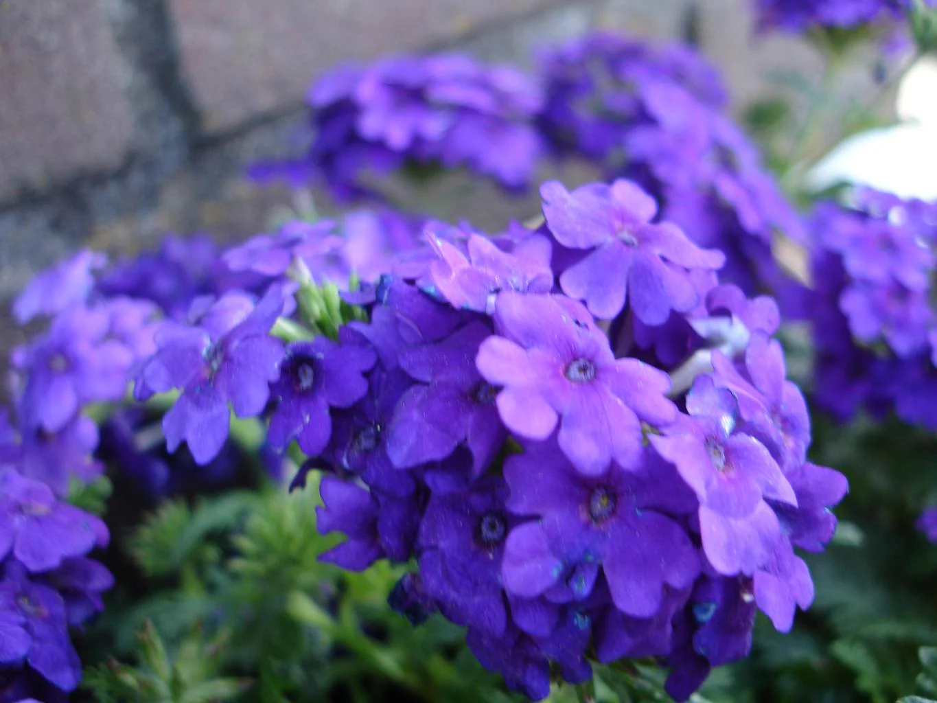 Verbena speciosa <br>SPREADING VERBENA BLUE - Image 3