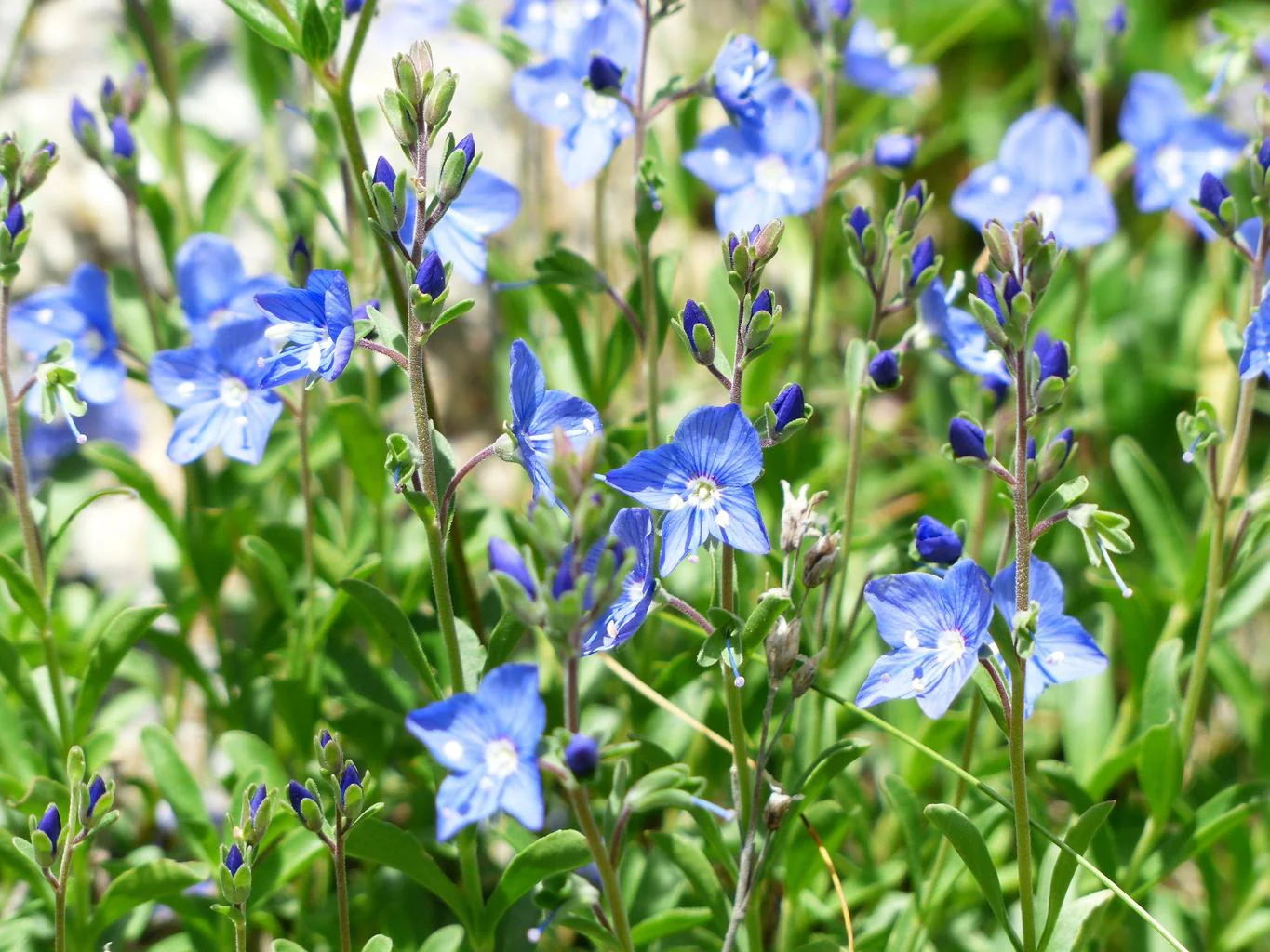 Veronica fruticans, saxatilis <br>SPEEDWELL, BIRD'S EYE