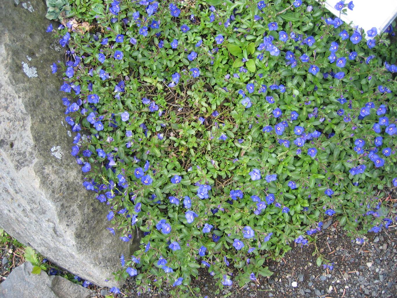 Veronica fruticans, saxatilis <br>SPEEDWELL, BIRD'S EYE - Image 2