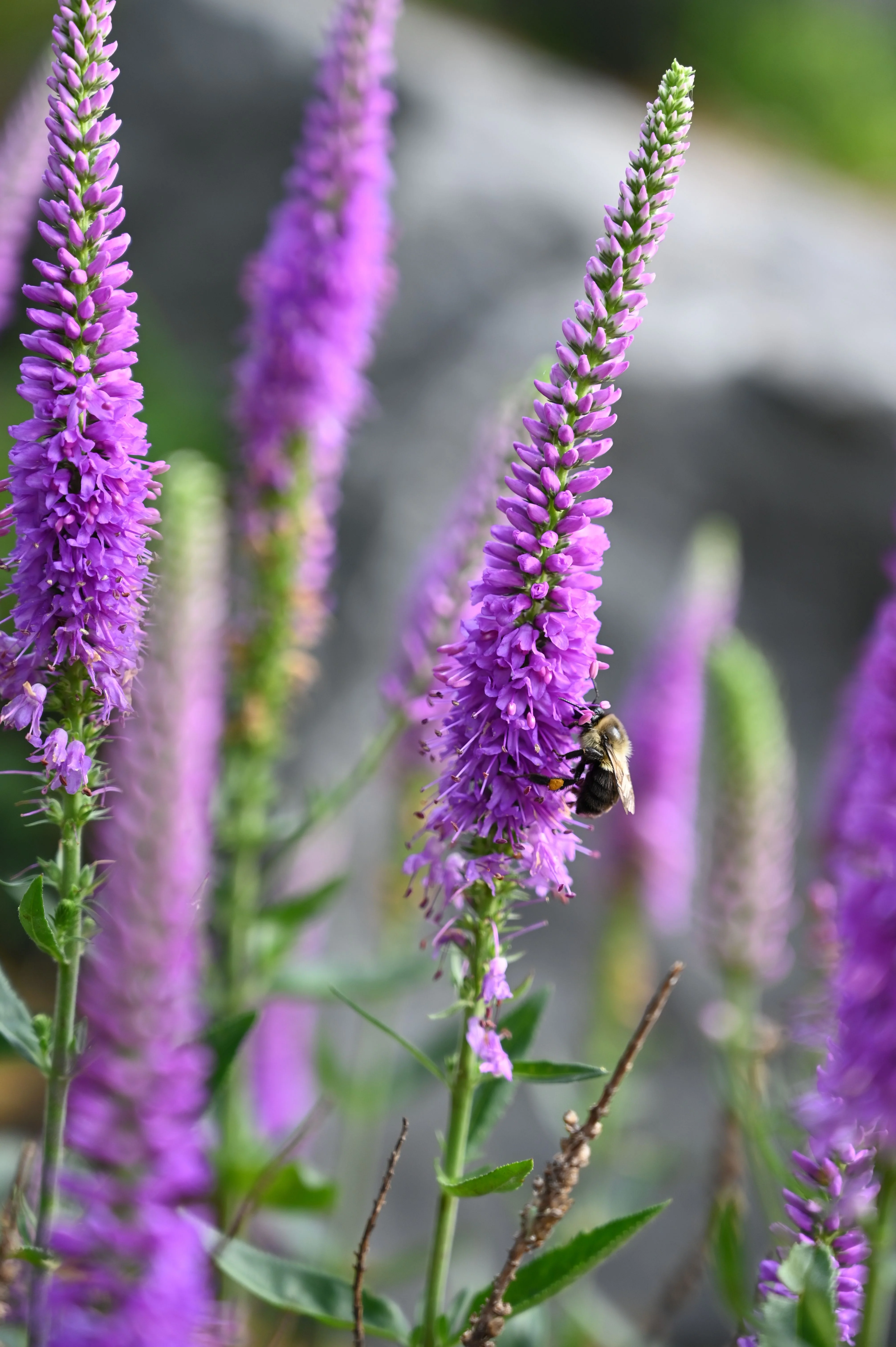 Veronica spicata <br>SPIKED SPEEDWELL MIX - Image 2