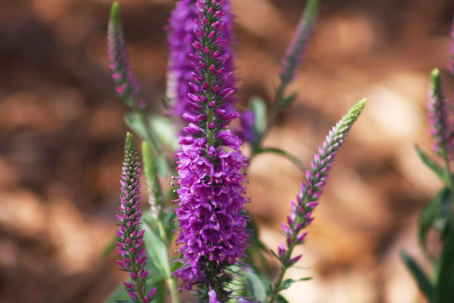 Veronica spicata <br>SPIKED SPEEDWELL MIX - Image 3