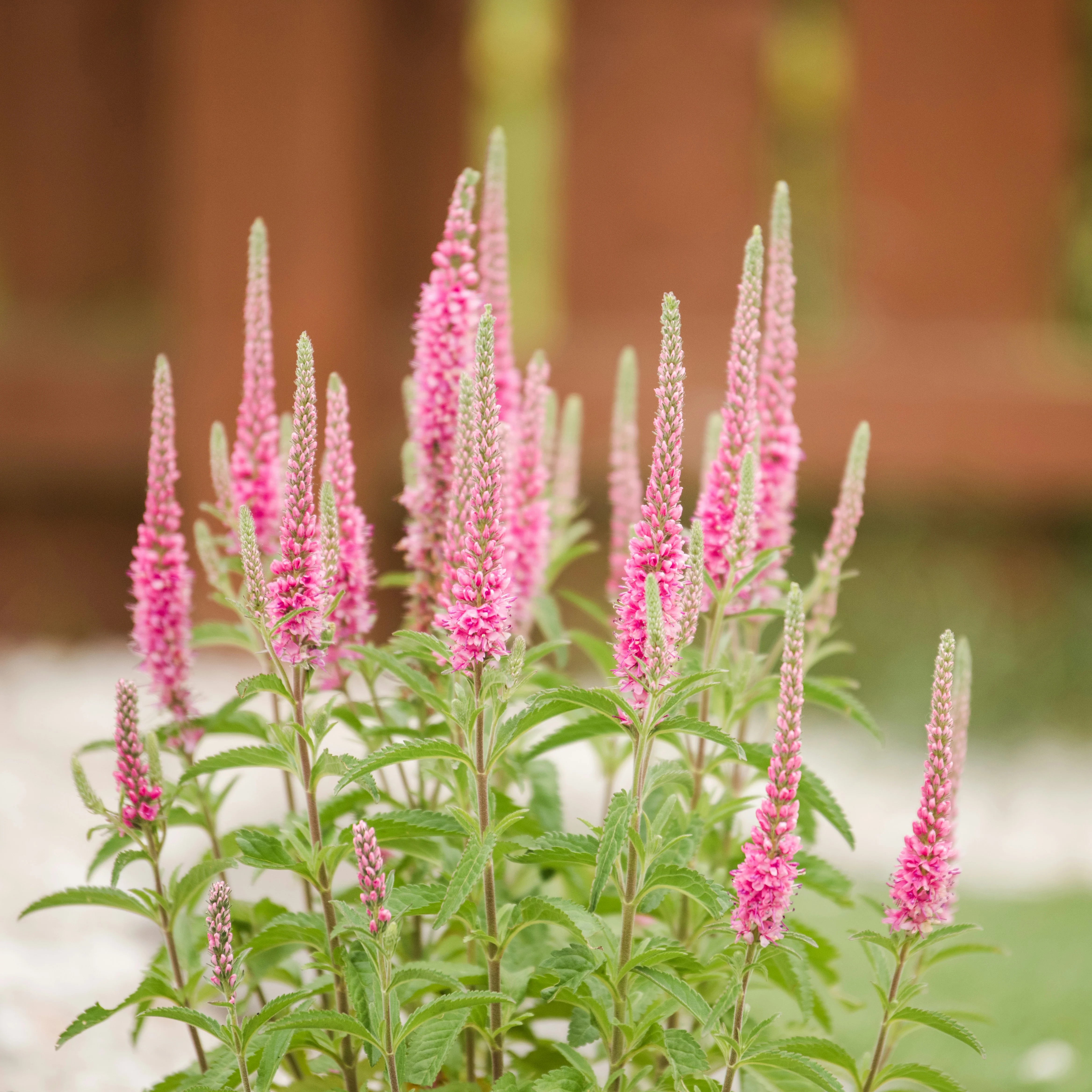 Veronica spicata <br>SPIKED SPEEDWELL MIX - Image 4