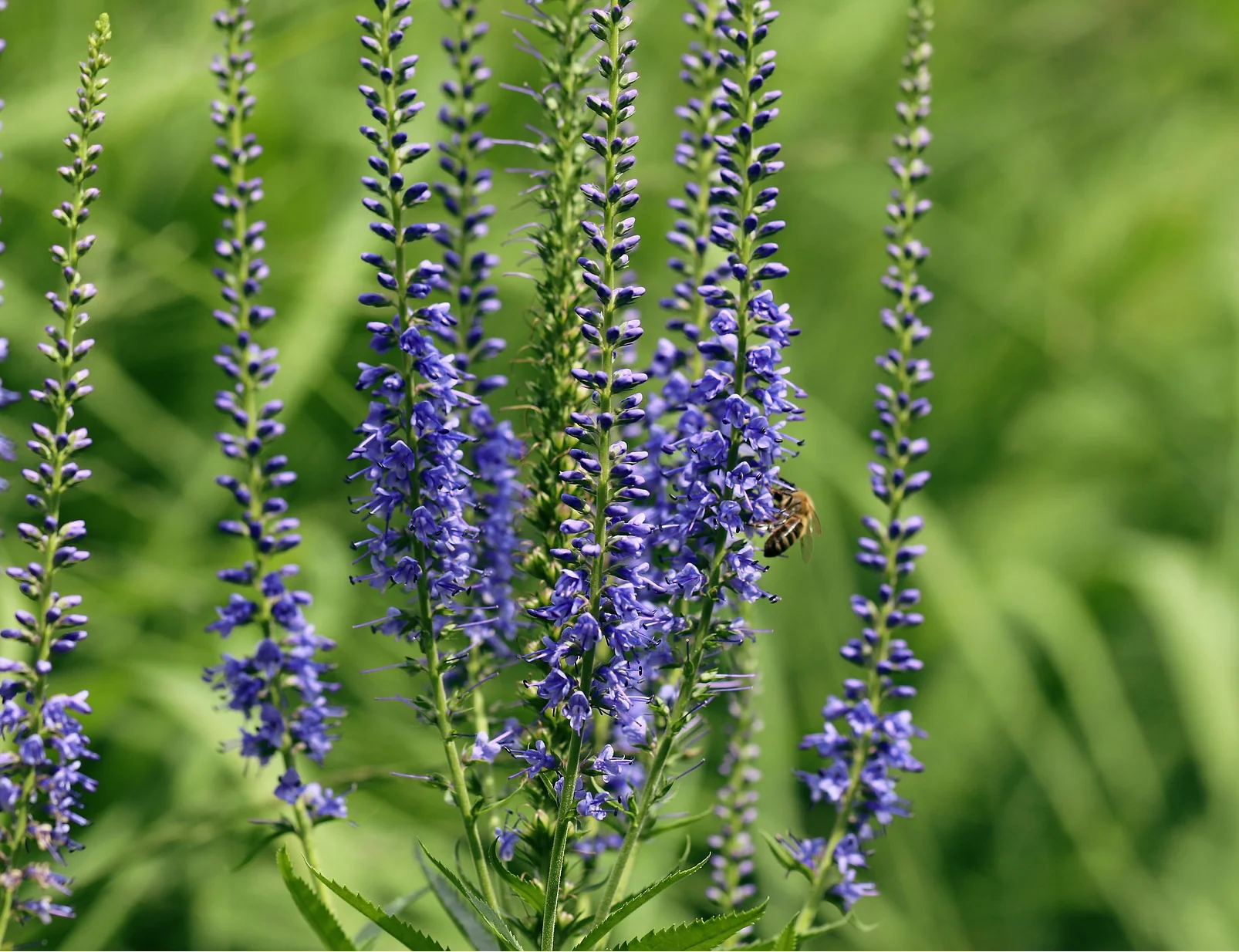 Veronica spicata <br>TALL BLUE SPIKED SPEEDWELL