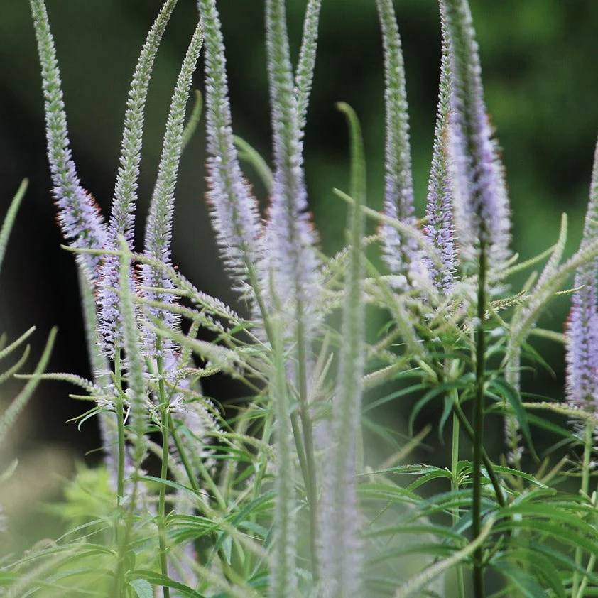 Veronicastrum sibiricum <br>CULVER'S ROOT, PHYSIC ROOT, LEPTANDRA