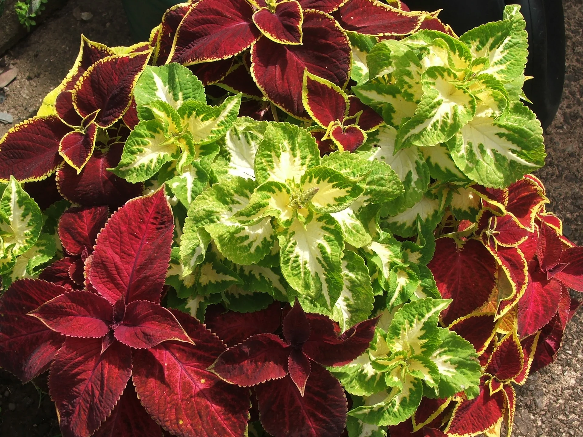Coleus blumei <br>COLEUS MIX