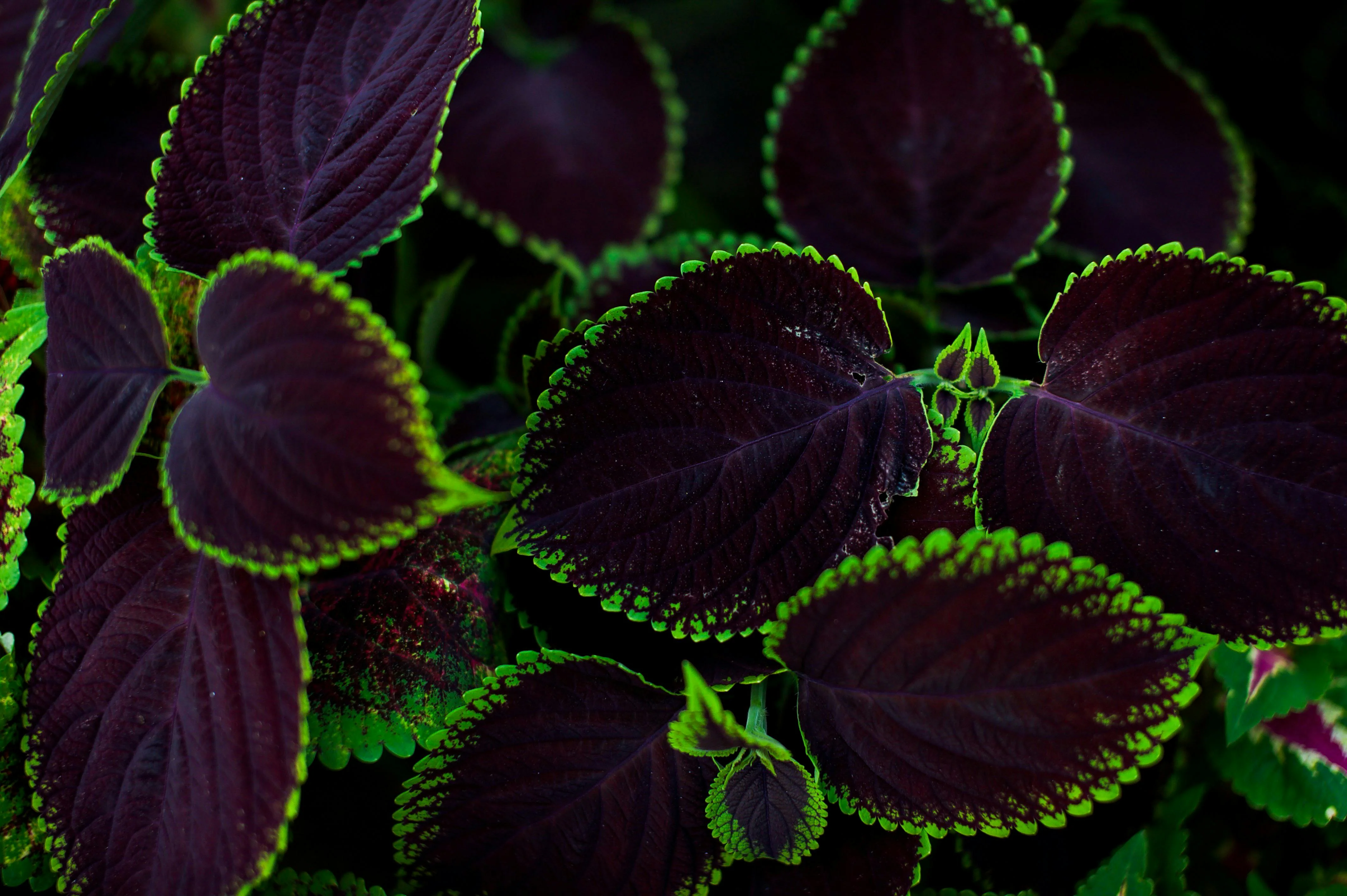 Coleus blumei <br>COLEUS MIX - Image 2