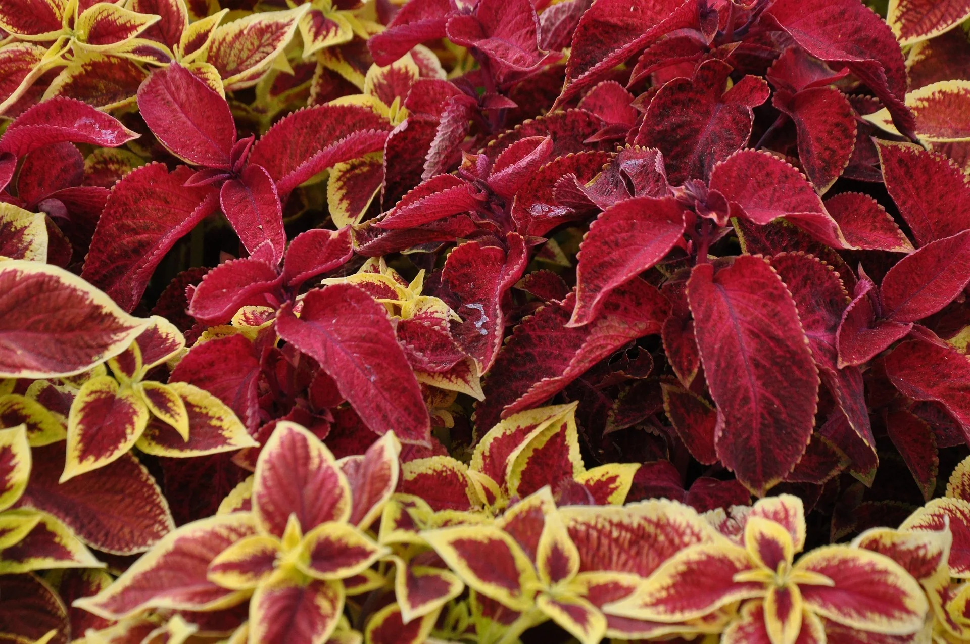 Coleus blumei <br>COLEUS MIX - Image 3