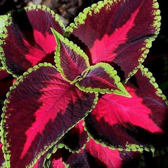Coleus blumei <br>COLEUS MIX - Image 4