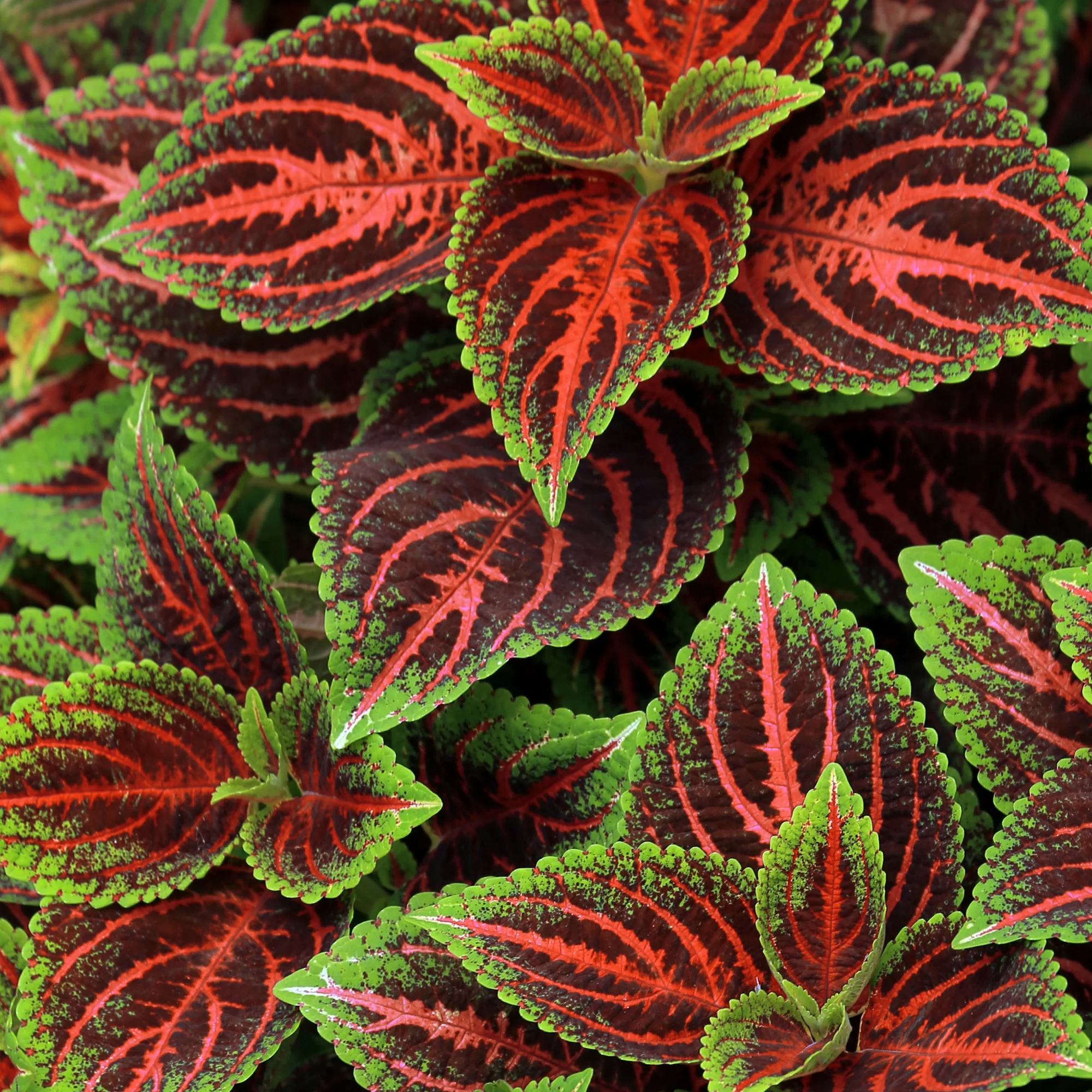 Coleus blumei <br>COLEUS MIX - Image 5