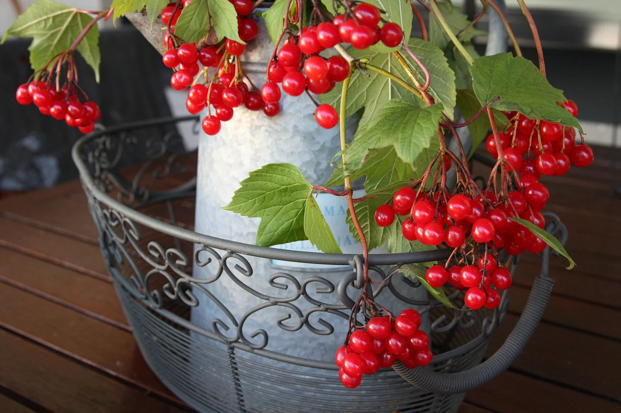 Viburnum trilobum <br>AMERICAN CRANBERRYBUSH - Image 4