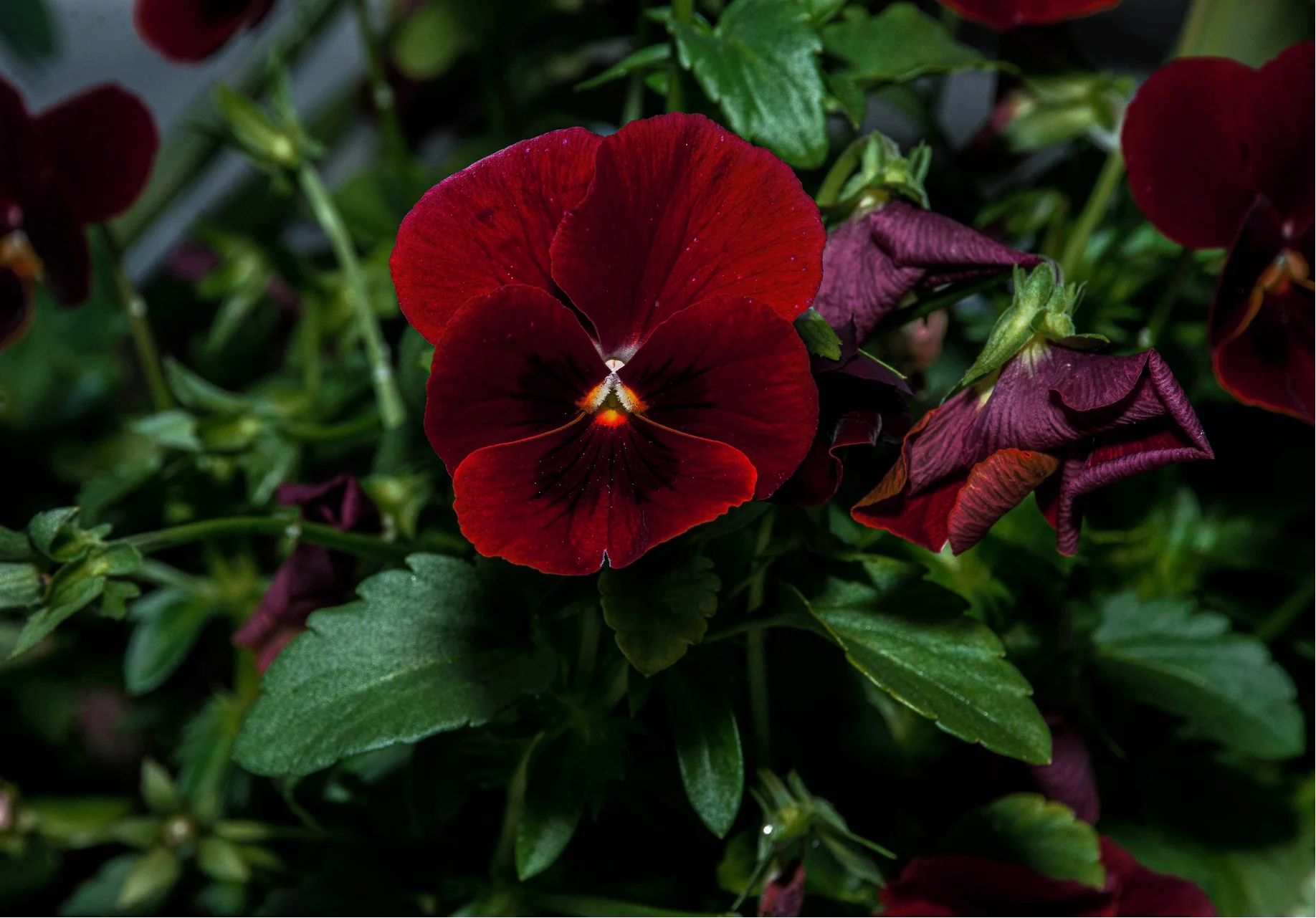 Viola cornuta <br>VIOLET RUBIN