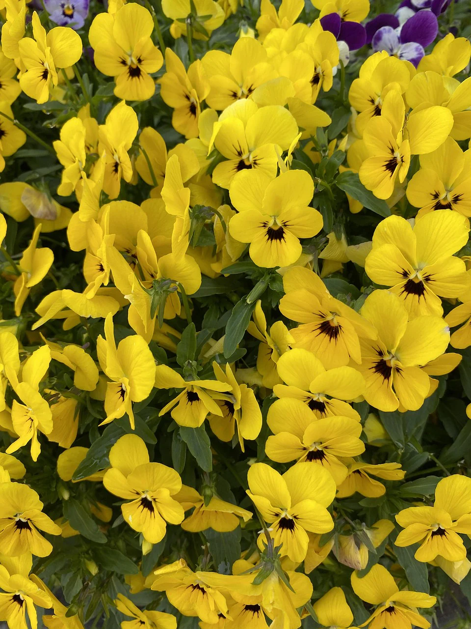 Viola cornuta lutea <br>YELLOW VIOLET