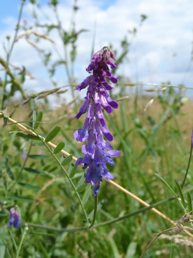 Vicia cracca <br>BIRD VETCH - Image 3