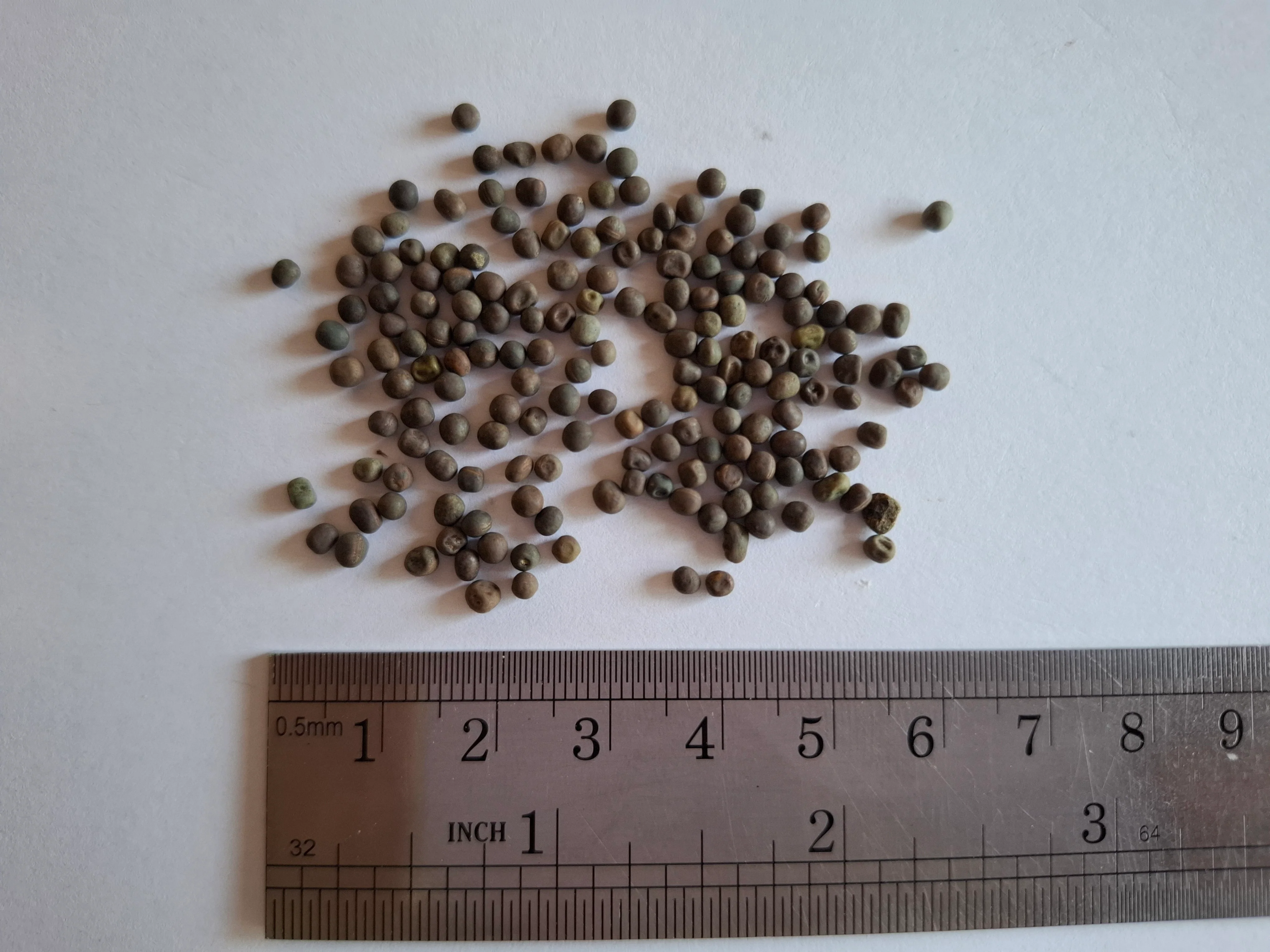 Vicia cracca <br>BIRD VETCH - Image 4