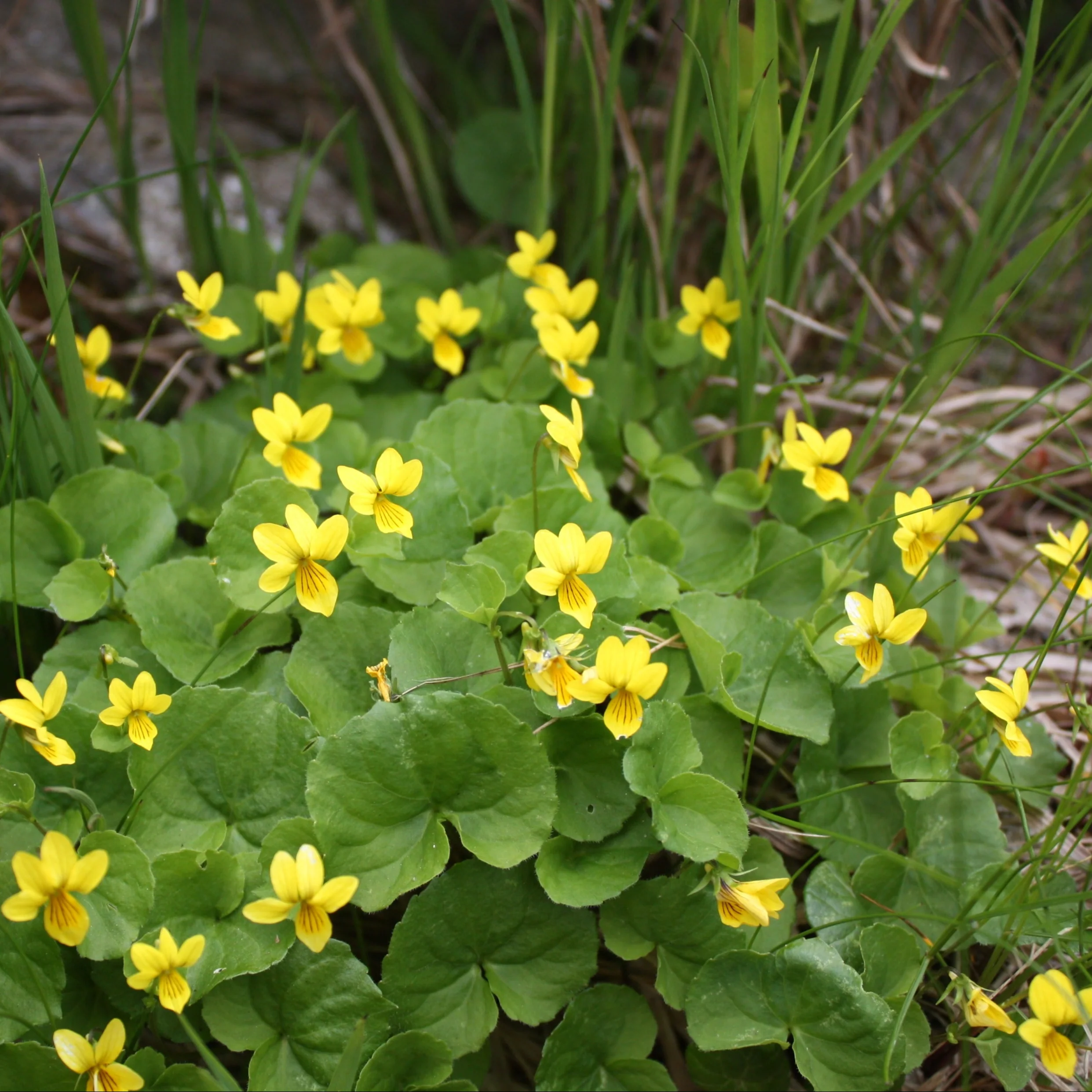 Viola eriocarpa, Viola pubescens eriocarpa <br>SMOOTH YELLOW VIOLET