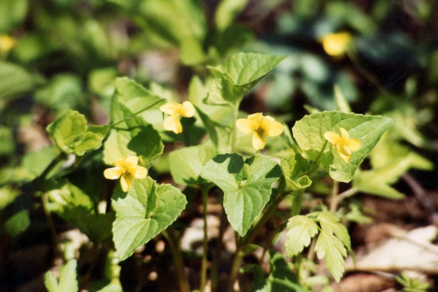 Viola eriocarpa, Viola pubescens eriocarpa <br>SMOOTH YELLOW VIOLET - Image 2