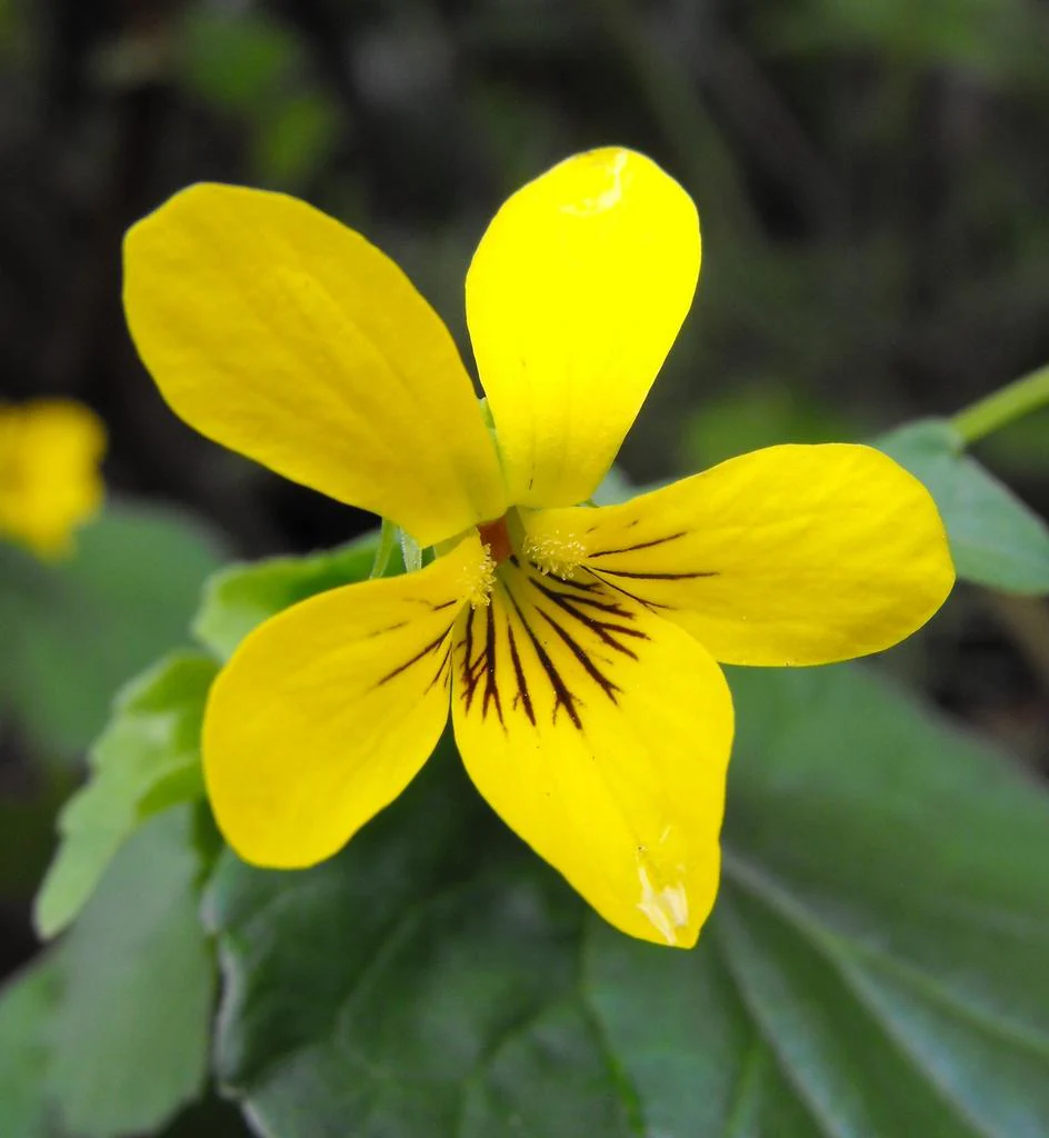 Viola eriocarpa, Viola pubescens eriocarpa <br>SMOOTH YELLOW VIOLET - Image 3