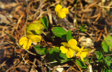 Viola eriocarpa, Viola pubescens eriocarpa <br>SMOOTH YELLOW VIOLET - Image 4