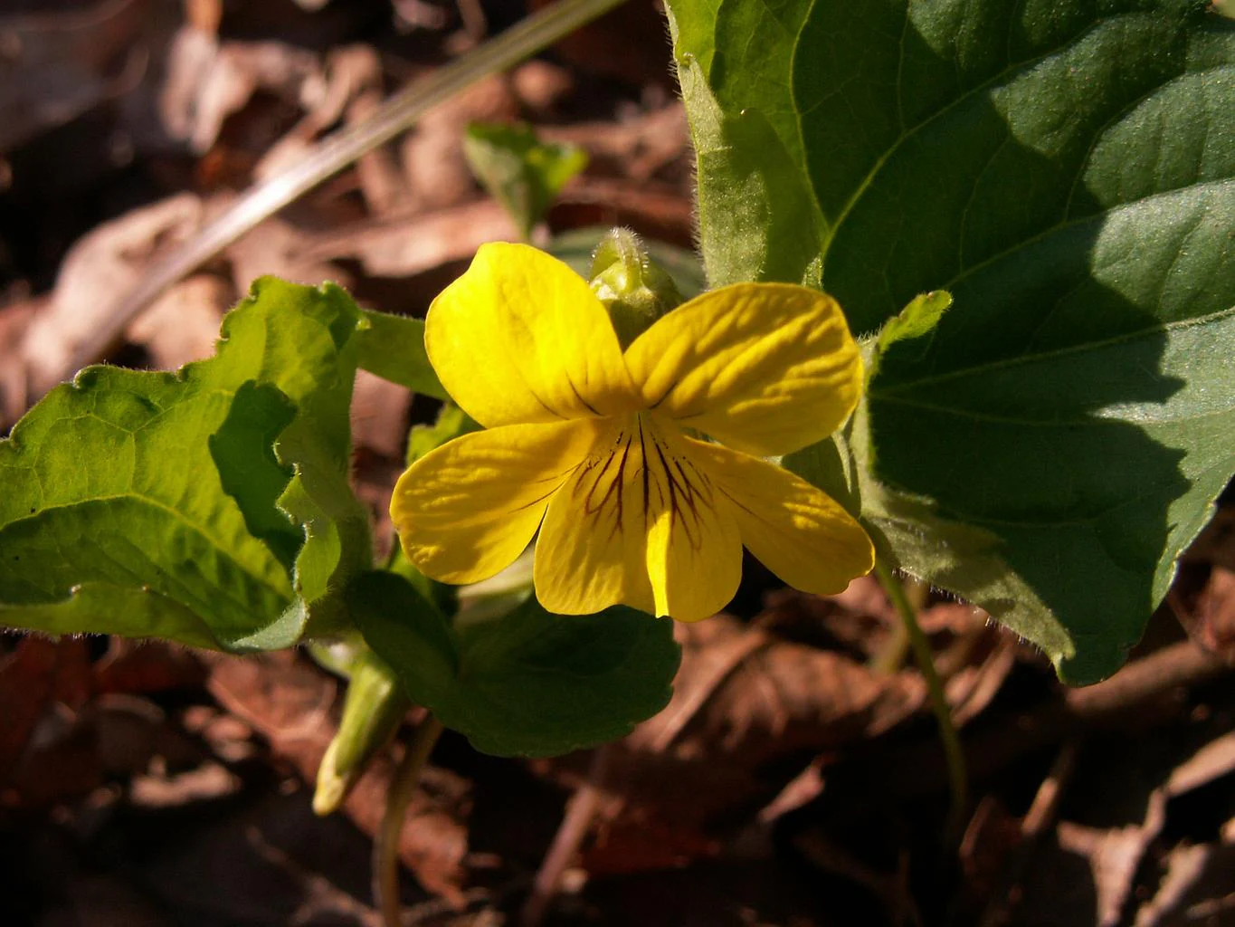 Viola eriocarpa, Viola pubescens eriocarpa <br>SMOOTH YELLOW VIOLET - Image 5