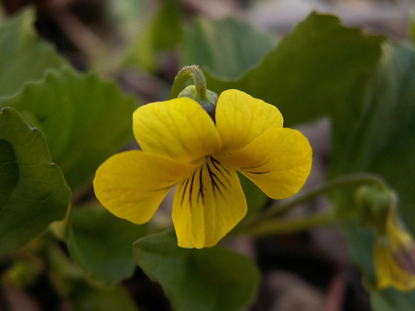 Viola eriocarpa, Viola pubescens eriocarpa <br>SMOOTH YELLOW VIOLET - Image 6
