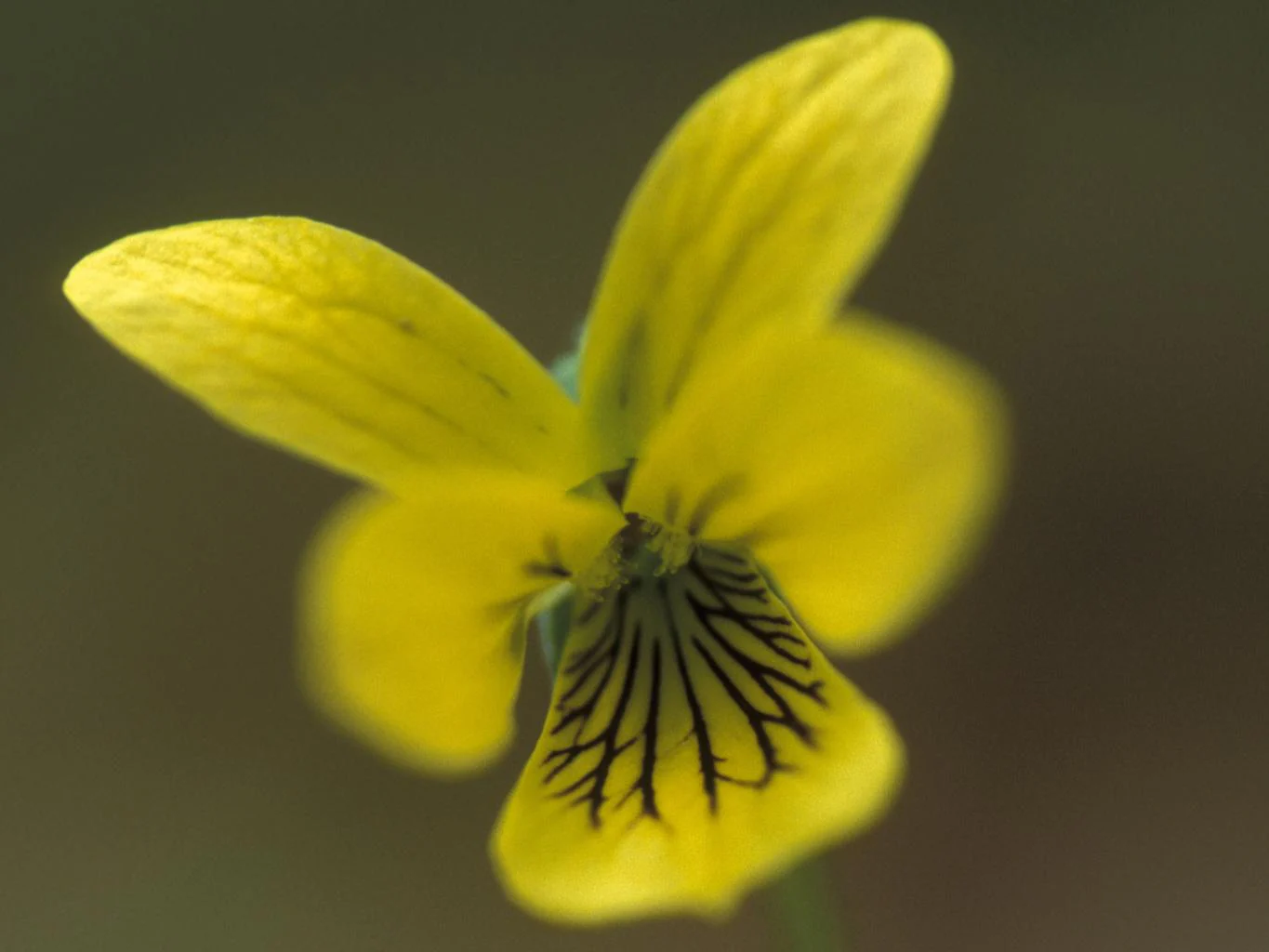 Viola eriocarpa, Viola pubescens eriocarpa <br>SMOOTH YELLOW VIOLET - Image 7