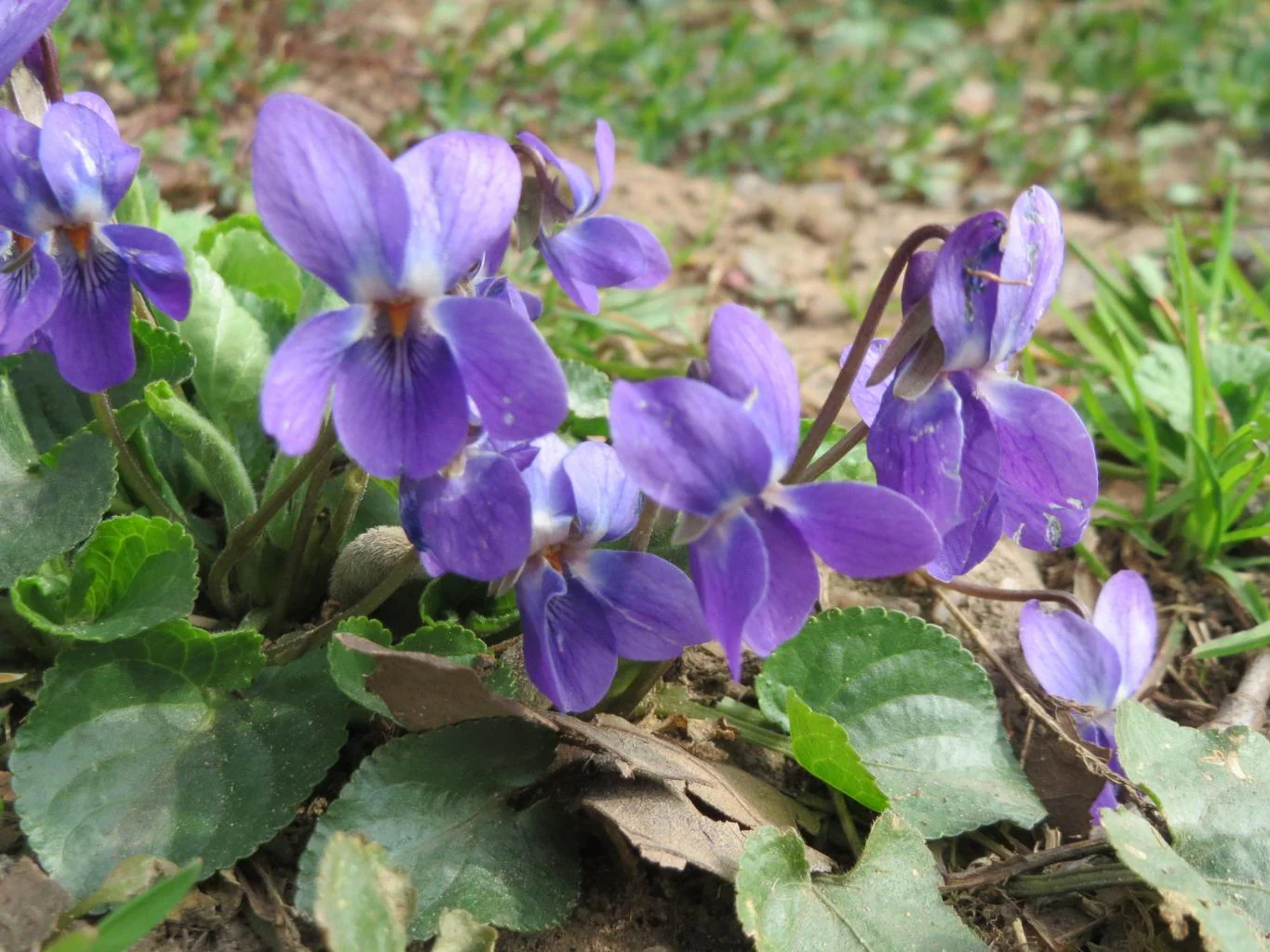 Viola odorata <br>SWEET VIOLET, ENGLISH VIOLET, LARGE FLOWER