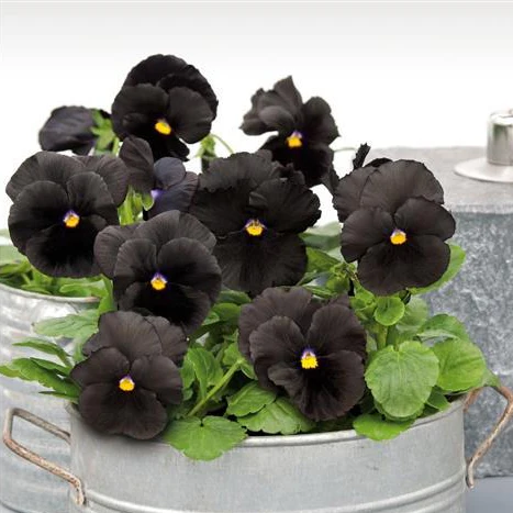 Viola Wittrockiana <br>ATLAS BLACK PANSY