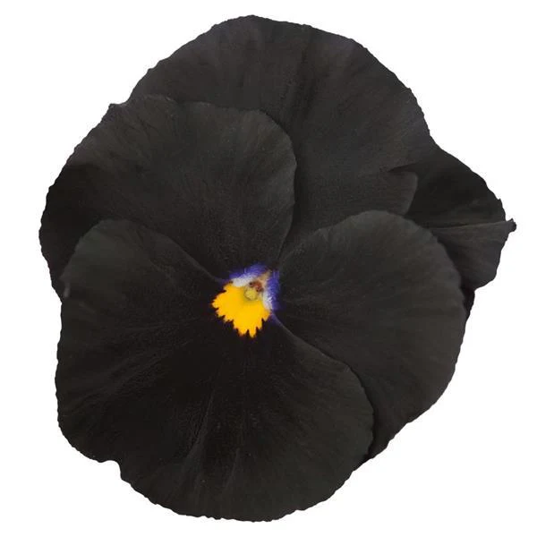 Viola Wittrockiana <br>ATLAS BLACK PANSY - Image 2