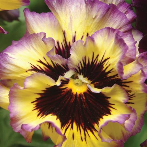 Viola Wittrockiana <br>FRIZZLE SIZZLE LEMONBERRY PANSY